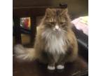 Adopt Dax a Brown or Chocolate (Mostly) Maine Coon (long coat) cat in