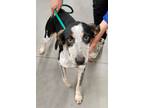 Adopt Buddy a Catahoula Leopard Dog / Mixed dog in Darien, GA (41068900)