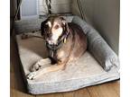 Adopt Jodie a Tricolor (Tan/Brown & Black & White) Beagle / Mixed dog in Tucson