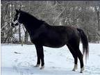Adopt Phoebe a Other/Unknown / Mixed horse in Morris, NY (40947246)