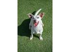 Adopt Snowy a White Mixed Breed (Small) / Mixed Breed (Medium) / Mixed (short