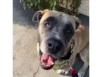 Adopt Sabrina a Tan/Yellow/Fawn - with White Mastiff / Anatolian Shepherd /