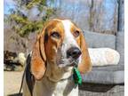 Adopt Jed a Tricolor (Tan/Brown & Black & White) Treeing Walker Coonhound /