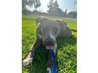 Adopt Saint a Gray/Silver/Salt & Pepper - with White Weimaraner / Labrador