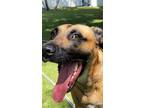 Adopt Hugo Boss a Tan/Yellow/Fawn - with Black Black Mouth Cur / Mixed dog in
