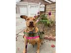 Adopt Penny a Red/Golden/Orange/Chestnut Basenji / Shepherd (Unknown Type) /