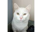 Adopt Judd a White Domestic Shorthair (short coat) cat in La Crescent