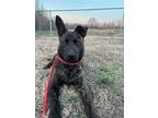 Adopt Perry a Brindle German Shepherd Dog / Mixed Breed (Medium) / Mixed (short