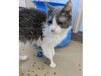 Adopt Beetle a Gray or Blue (Mostly) Domestic Shorthair (short coat) cat in La