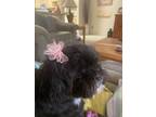 Adopt Gidget a Black - with White Shih Tzu / Mixed dog in Dayton, OH (41068272)