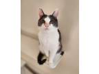 Adopt Lucky a Gray or Blue Domestic Shorthair (short coat) cat in La Crescent