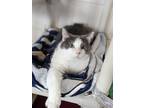 Adopt Bruce a Gray or Blue Domestic Shorthair (short coat) cat in La Crescent