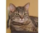 Adopt Pringle a Orange or Red Tabby Tabby (short coat) cat in Lenhartsville