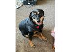 Adopt Lilly a Black - with Brown, Red, Golden, Orange or Chestnut Rottweiler /