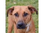 Adopt Wrigley a Brown/Chocolate - with White German Shepherd Dog / Collie /