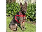 Adopt Gigi a Brown/Chocolate Shepherd (Unknown Type) / Australian Kelpie / Mixed