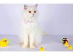Adopt Mila a White Persian (long coat) cat in Newmarket, ON (41067574)