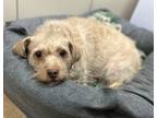 Adopt Rebel a Red/Golden/Orange/Chestnut Dachshund / Petit Basset Griffon