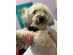 Adopt Harper-PUPPYMILL RESCUE a Tan/Yellow/Fawn Havanese / Lhasa Apso / Mixed