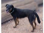 Adopt Star a Black Labrador Retriever / Belgian Malinois / Mixed dog in
