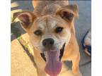 Adopt Kirito (Leo) a Brown/Chocolate - with Tan Rat Terrier / Podengo Portugueso