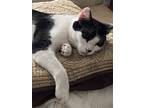 Adopt Isaac a Spotted Tabby/Leopard Spotted Domestic Shorthair cat in Pinson