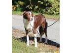 Adopt Mercury a Black - with White Australian Shepherd / Border Collie / Mixed