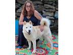 Adopt Big Muffin a Tan/Yellow/Fawn Siberian Husky / Chow Chow / Mixed dog in