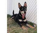 Adopt 84234 Malachi a Black Husky / Mixed Breed (Medium) / Mixed (short coat)
