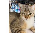 Adopt Toby a Gray, Blue or Silver Tabby Domestic Shorthair / Mixed (short coat)