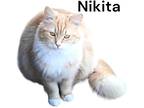Adopt Nikita a Domestic Longhair / Mixed (long coat) cat in Nashville