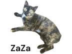 Adopt ZaZa a Manx / Mixed (short coat) cat in Nashville, GA (41066385)