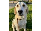 Adopt Lucky a White Labrador Retriever / Great Pyrenees / Mixed dog in Woodland