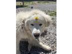 Adopt Lucky a Great Pyrenees / Mixed dog in Paris, KY (41066142)
