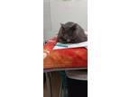 Adopt Dory a Gray or Blue Domestic Shorthair / Mixed Breed (Medium) / Mixed