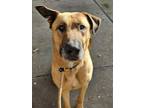 Adopt Moonshine a Tan/Yellow/Fawn Rhodesian Ridgeback / Mixed dog in Woodland