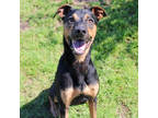 Adopt Rajah a Black Doberman Pinscher / Mixed Breed (Medium) / Mixed (short
