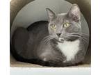 Adopt Mattel a Gray or Blue Domestic Shorthair / Mixed Breed (Medium) / Mixed