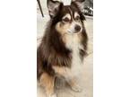 Adopt Schatzi a Red/Golden/Orange/Chestnut - with White Australian Shepherd /