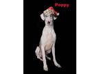 Adopt Poppy a Merle Great Dane / Catahoula Leopard Dog / Mixed dog in Van Nuys