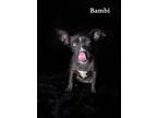 Adopt Bambi a Black Border Collie / Mixed dog in Van Nuys, CA (41065107)