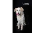 Adopt Storm a White Great Pyrenees / Mixed dog in Van Nuys, CA (41064781)