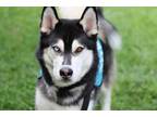 Adopt Skip a Black - with White Siberian Husky / Mixed dog in Walnut Creek