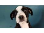 Adopt Lab Mix Pup's a Black Labrador Retriever dog in Ridgeland, SC (41001157)