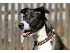 Adopt Penny a Black - with White Great Dane / Mixed Breed (Medium) / Mixed dog