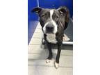 Adopt Betsy a Black Mixed Breed (Medium) / Mixed Breed (Medium) / Mixed (short
