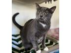 Adopt Merlo a Gray or Blue (Mostly) Domestic Shorthair (short coat) cat in