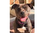Adopt Starla a Black - with White American Pit Bull Terrier / Mixed dog in