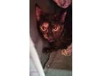 Adopt Capelini a Brown Tabby Domestic Shorthair / Mixed Breed (Medium) / Mixed