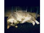 Adopt Harper a Tan or Fawn Tabby Tabby (short coat) cat in Marion, NC (41063714)